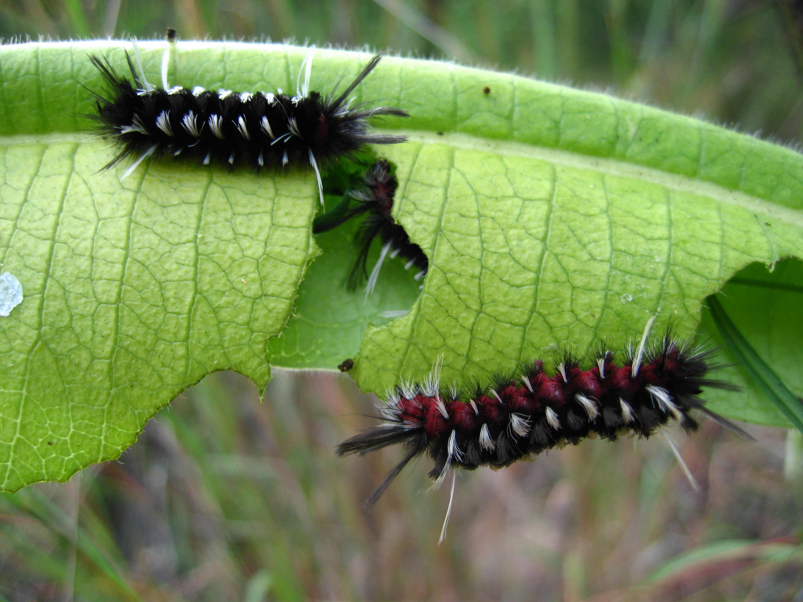 CaterpillarsEating-Hirt