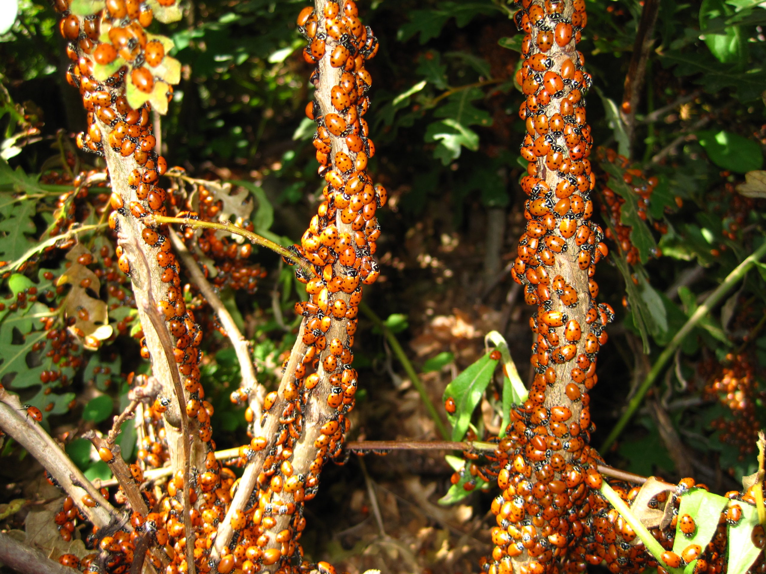 LadybugsBarfoot-Hirt