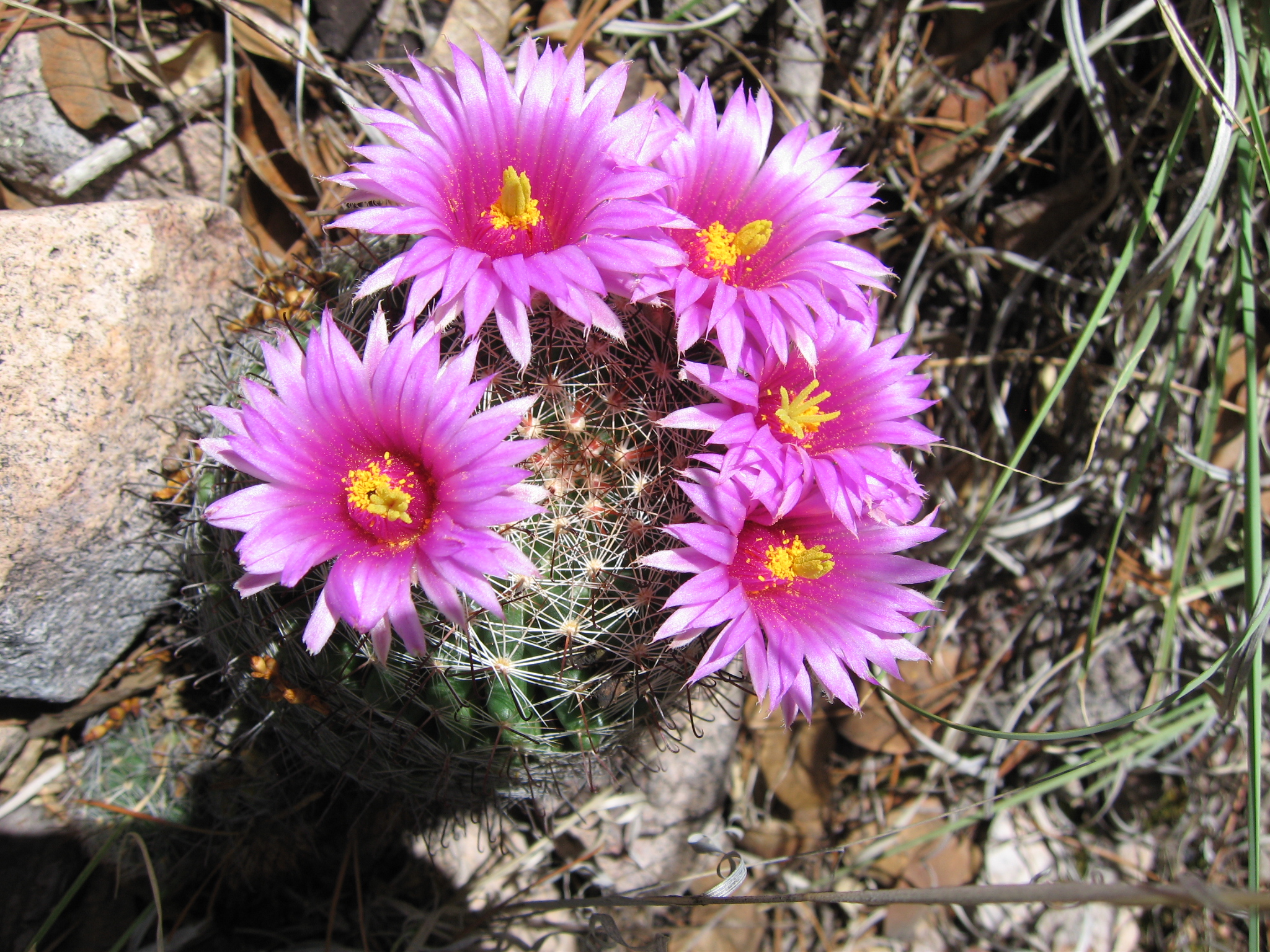 MammillariaFlowers-Hirt