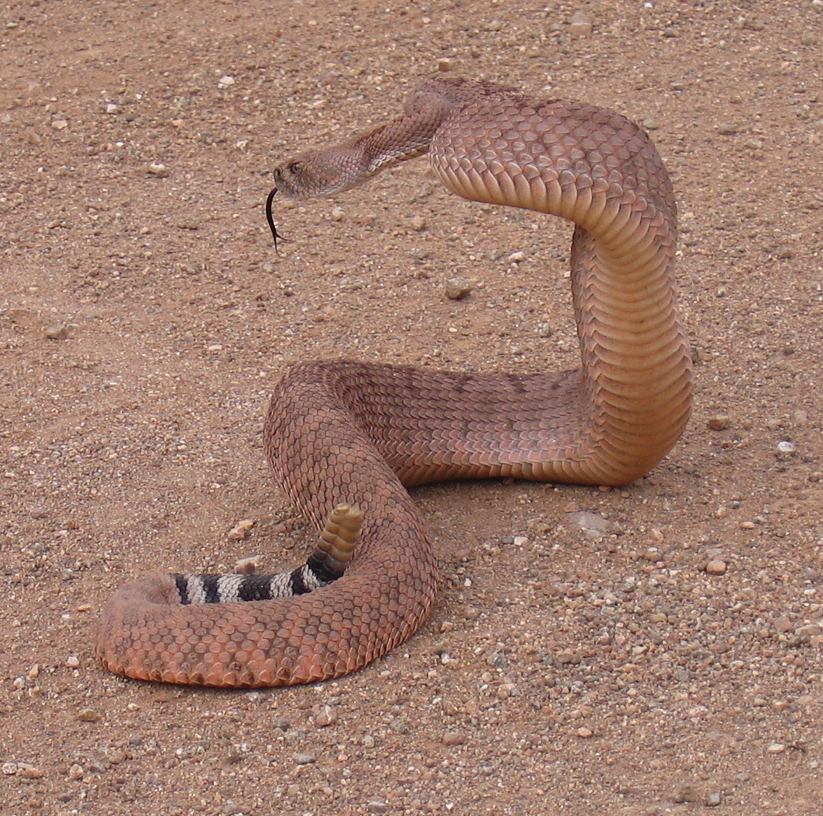 WesternDiamondback-Hirt