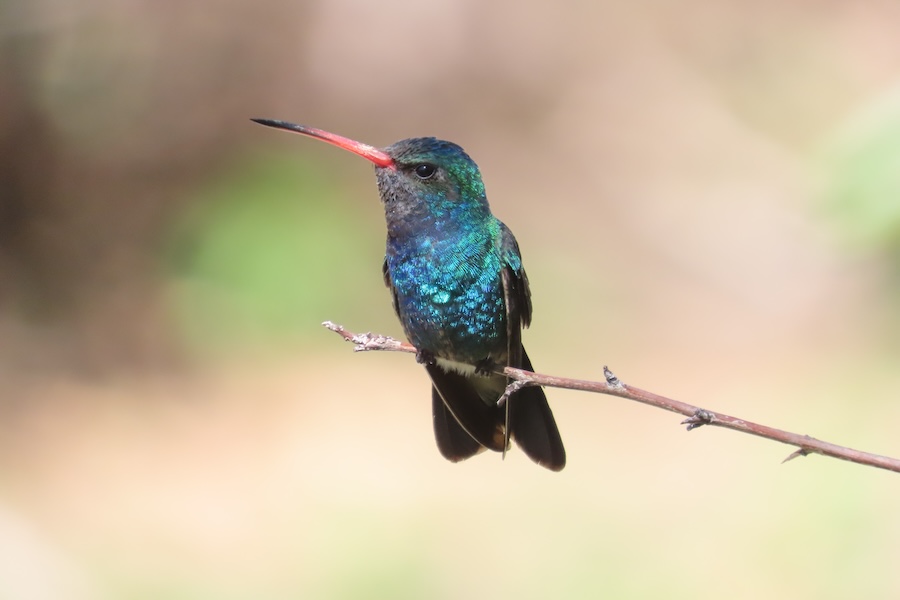 Broad billed Hummingbird Web
