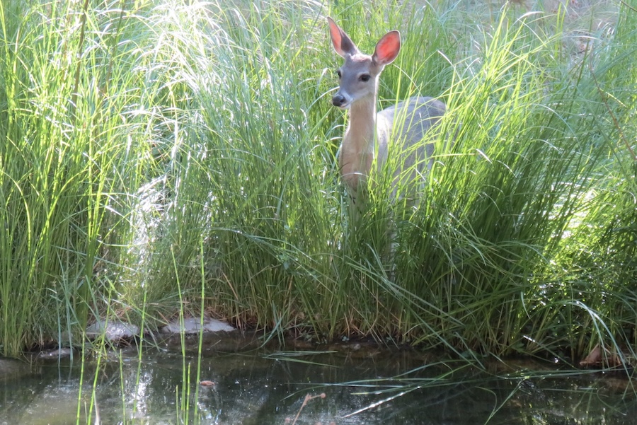 Coues_Pond-Hirt