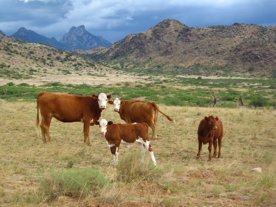 CowsGrasslandWhitetail-Hirt_web