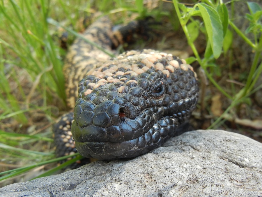 Gilamonster Web
